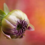 17149期开奖结果震撼揭晓,幸运号码花落谁家? f0057algs